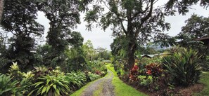 A pathway leading through a lush garden with various plants and trees. - Brisas Arenal Hotel (La Fortuna)
