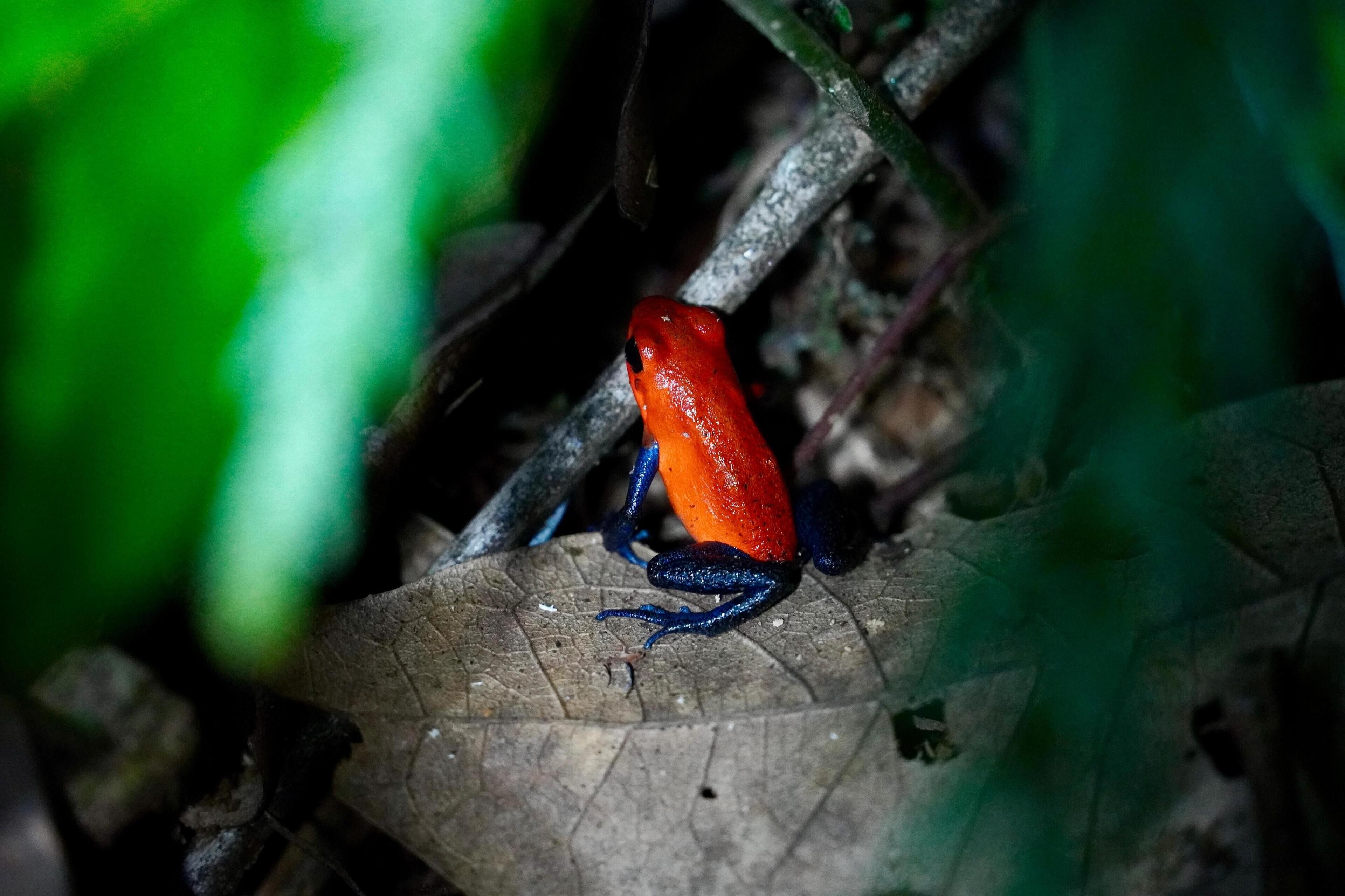 A frog on a leaf.