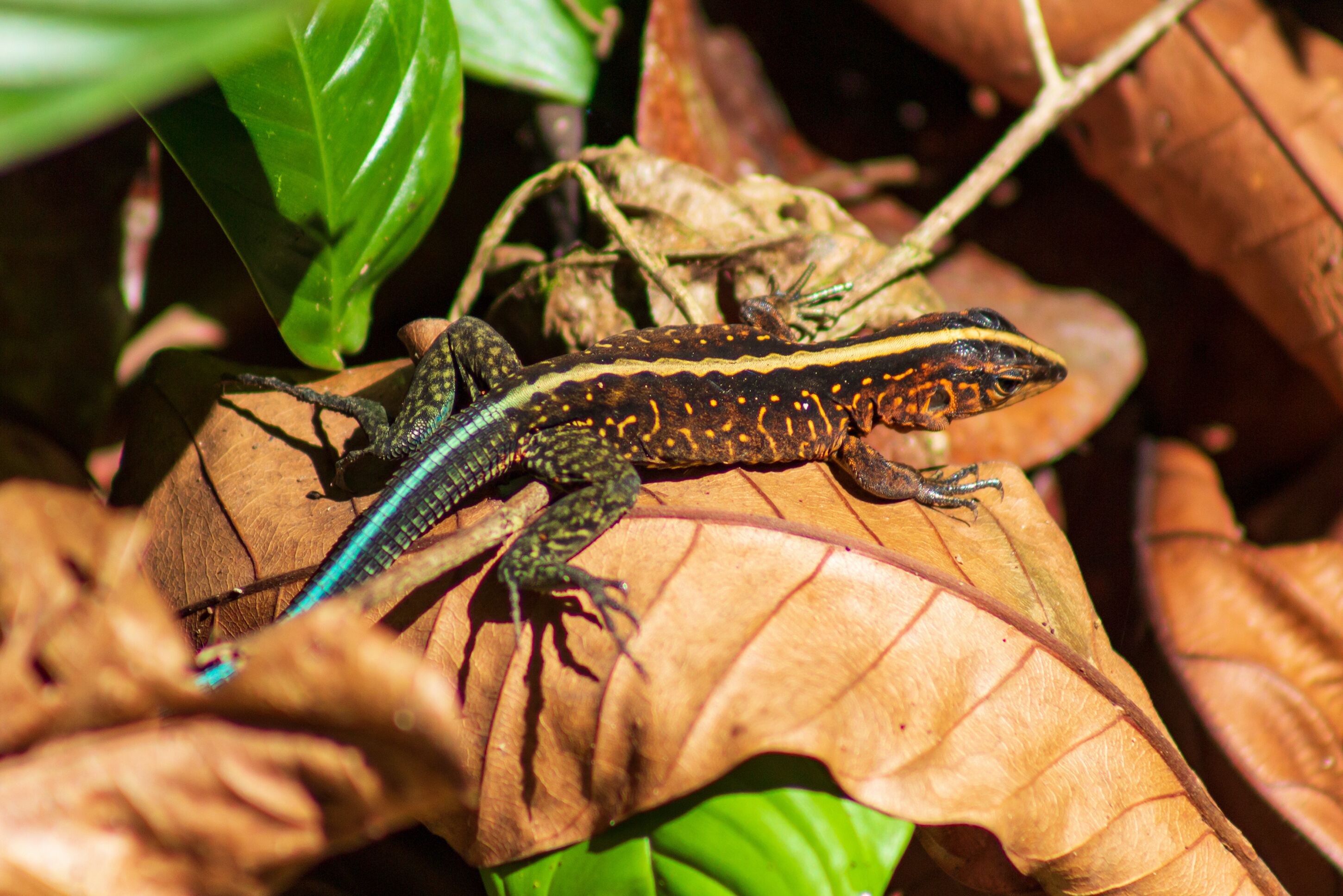 A lizard on a leaf.