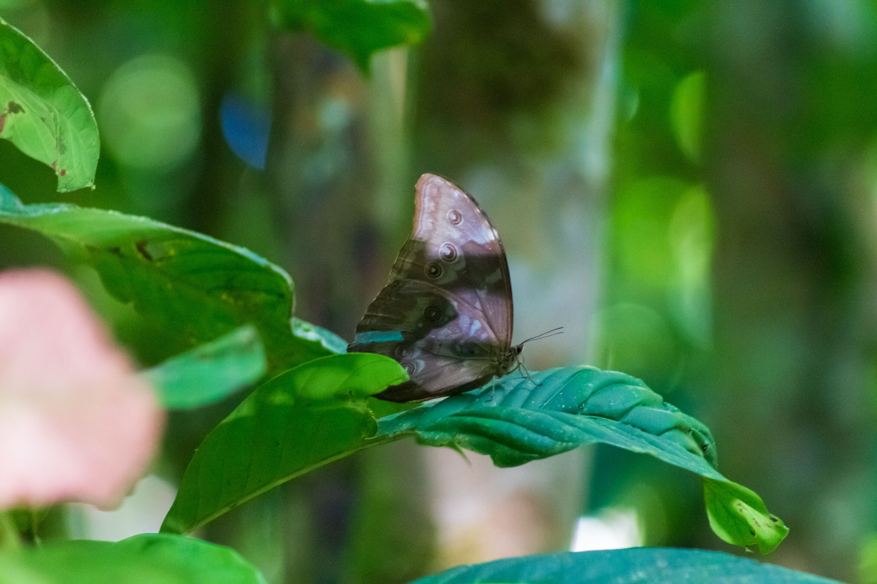 Una mariposa sobre una hoja.