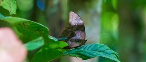 Una mariposa sobre una hoja.