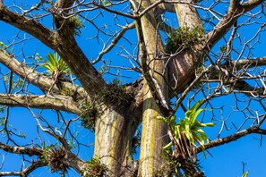 Property grounds - Hotel Las Caletas Lodge (Drake Bay)