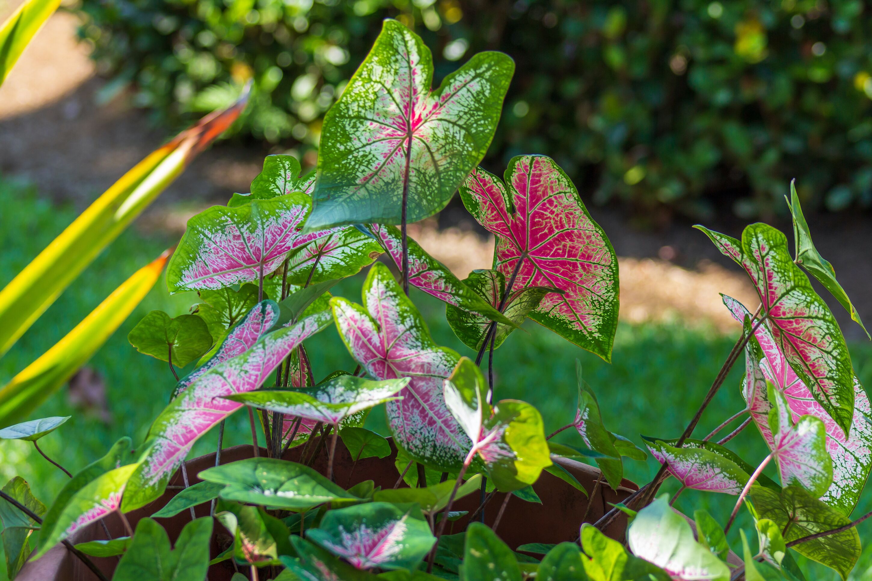 A garden with various green and pink variegated leaves.