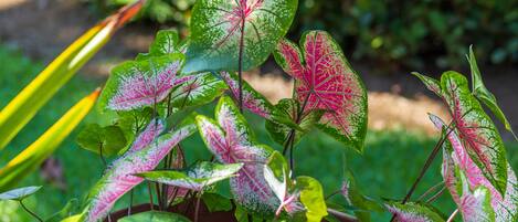A garden with various green and pink variegated leaves.