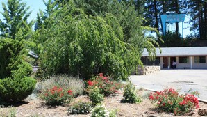 A Mother Lode Motel with a parking lot, surrounded by dense greenery and flowering plants. - Mother Lode Motel (Placerville)