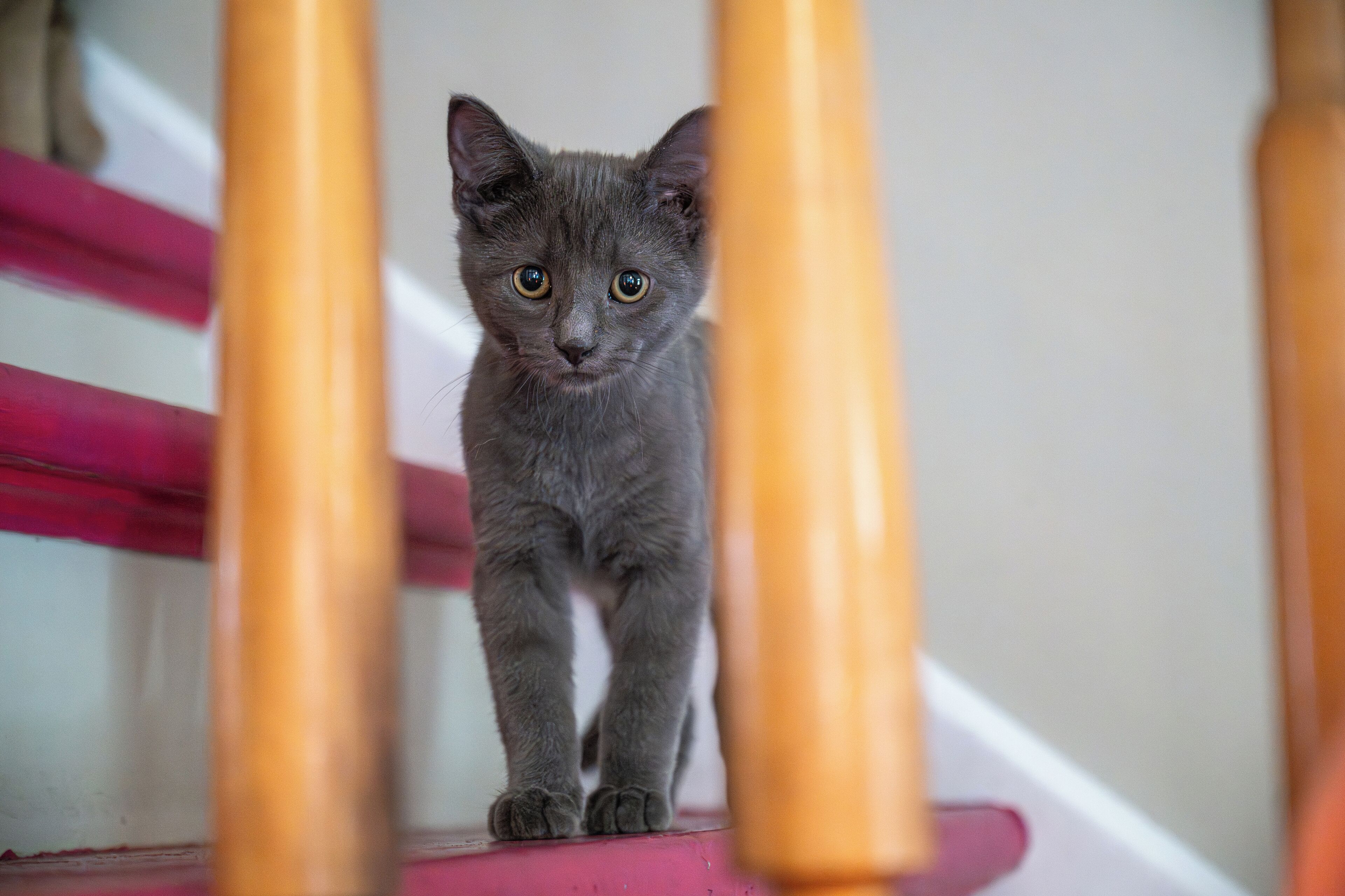 A gray cat standing on a pink step between wooden railings.