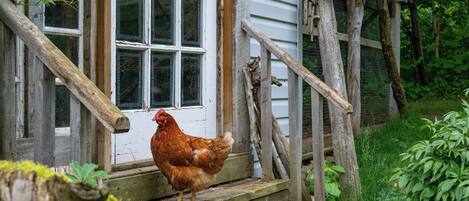 A rustic wooden house with a chicken standing on the porch.