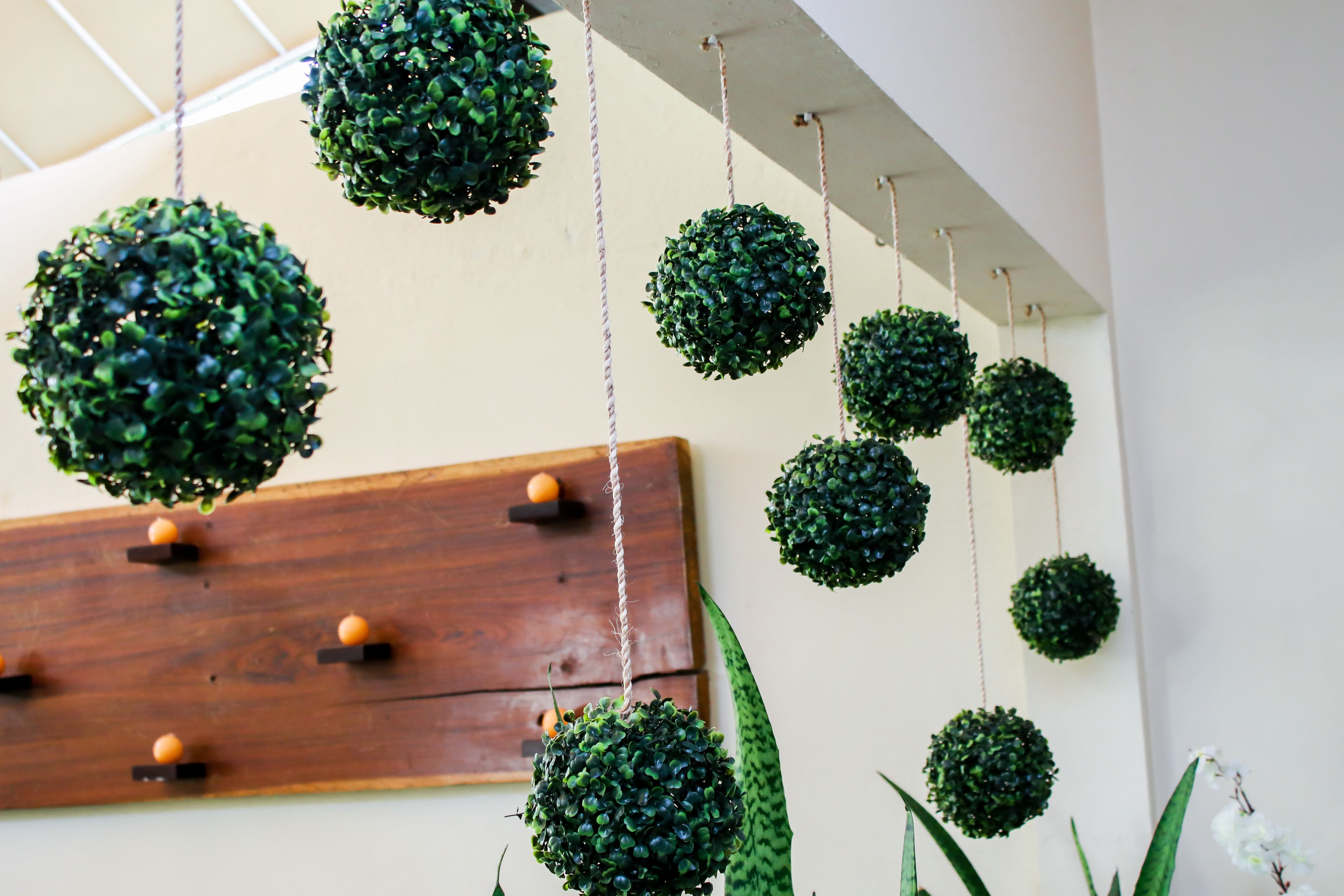 Spherical green plants hanging from the ceiling, a wooden shelf with orange spheres, and a white wall.