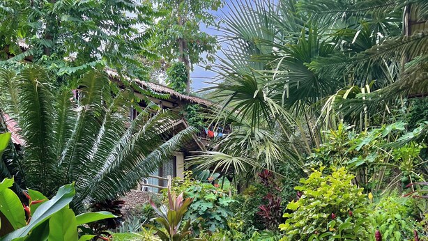 Un sendero de jardín que lleva a una casa rodeada de abundante follaje y plantas tropicales.