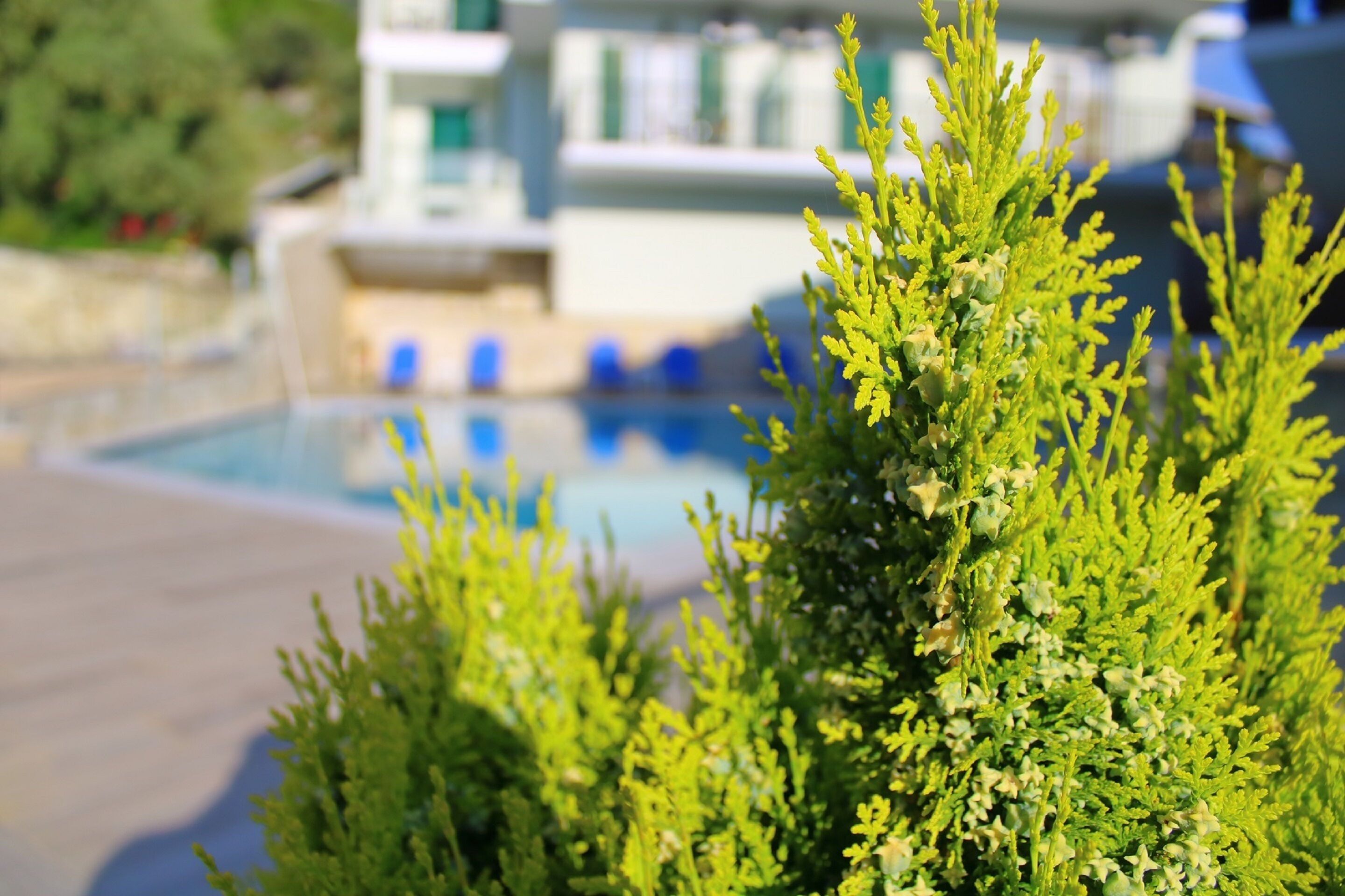 Zona de piscina con un fondo difuso de un edificio y vegetación.