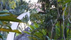 Un sendero conduce a una construcción con techo de paja, con mesas y sillas, rodeado de abundante vegetación.