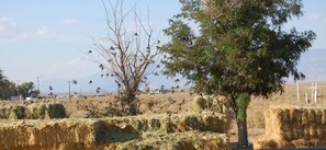 A rural landscape with hay bales, a tree, and a clear sky.