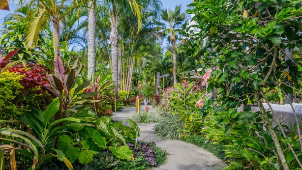 A garden pathway surrounded by various tropical plants and trees. - Rarotonga Daydreamer Escape (Rarotonga)