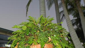 Khuôn viên nơi lưu trú