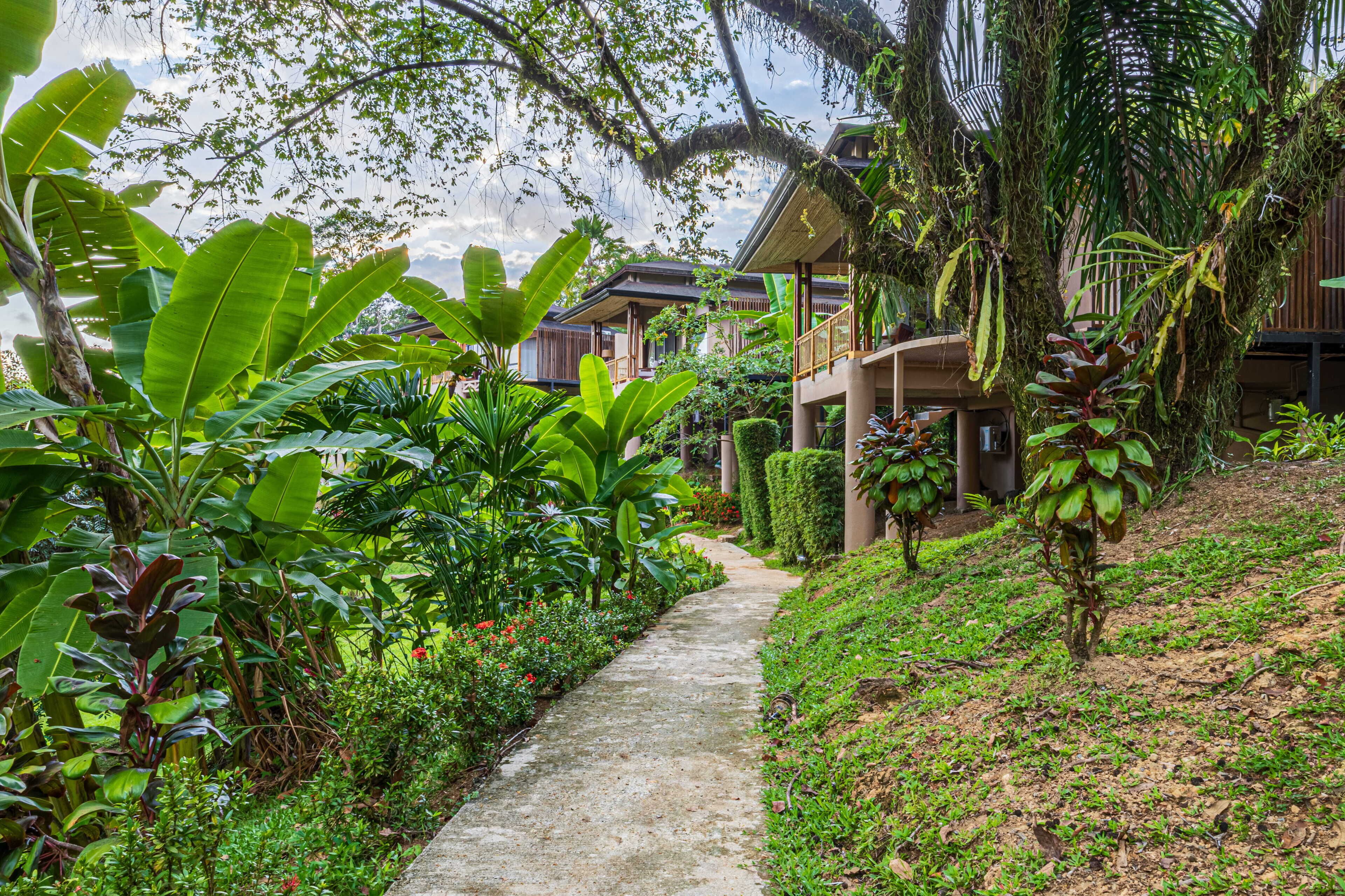 A pathway leading to a building surrounded by lush greenery and tropical plants.