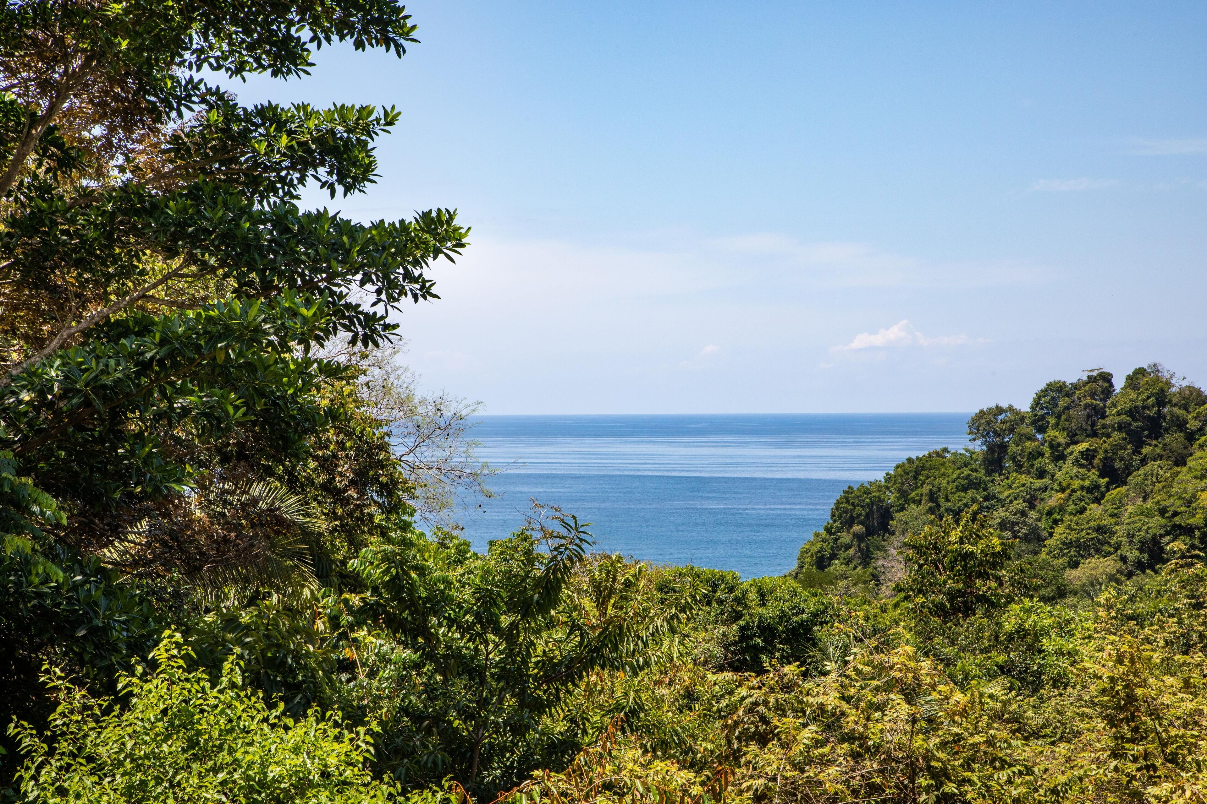Un paysage côtier caractérisé par une végétation luxuriante et une vue sur la mer.