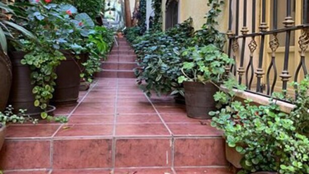 Uma viela estreita com degraus que levam a um edifício, cercada por vegetação exuberante e plantas em vasos.