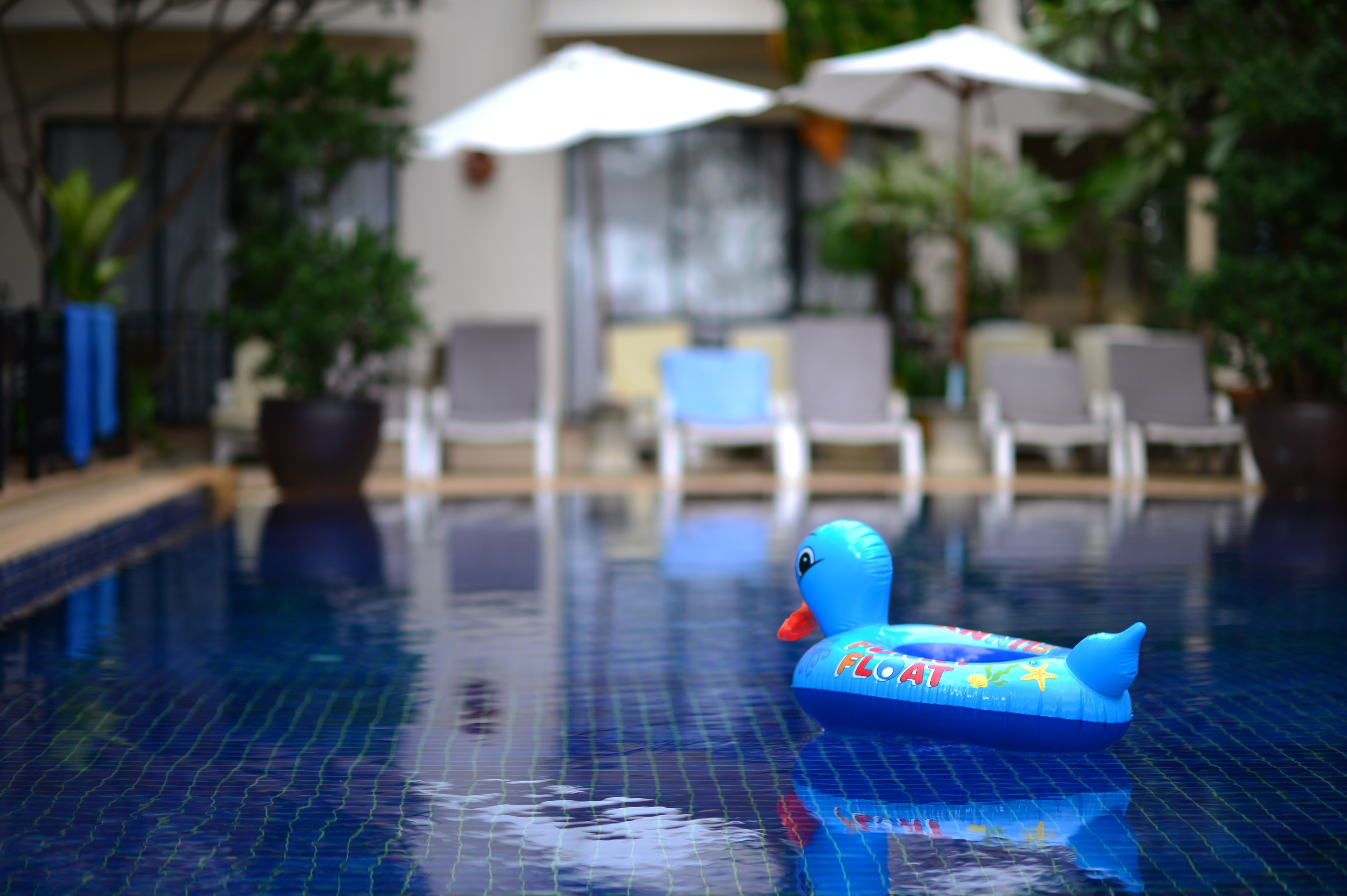 outdoor pool, pool umbrellas, pool loungers