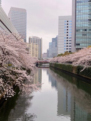 A river with cherry blossoms on the banks, surrounded by modern buildings.