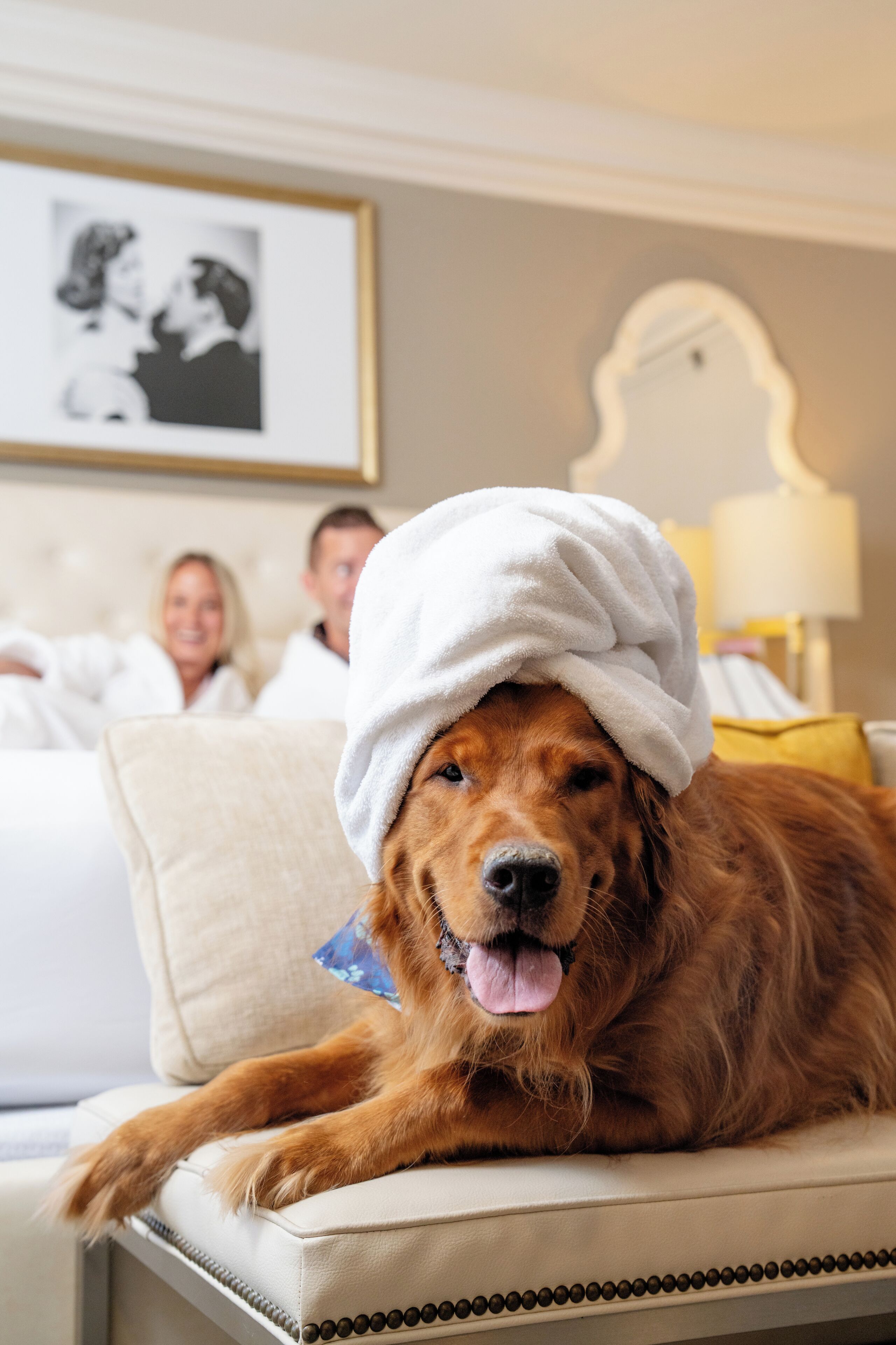 Un perro con una toalla en la cabeza descansando en una silla en una habitación con una cama y un cuadro en la pared.