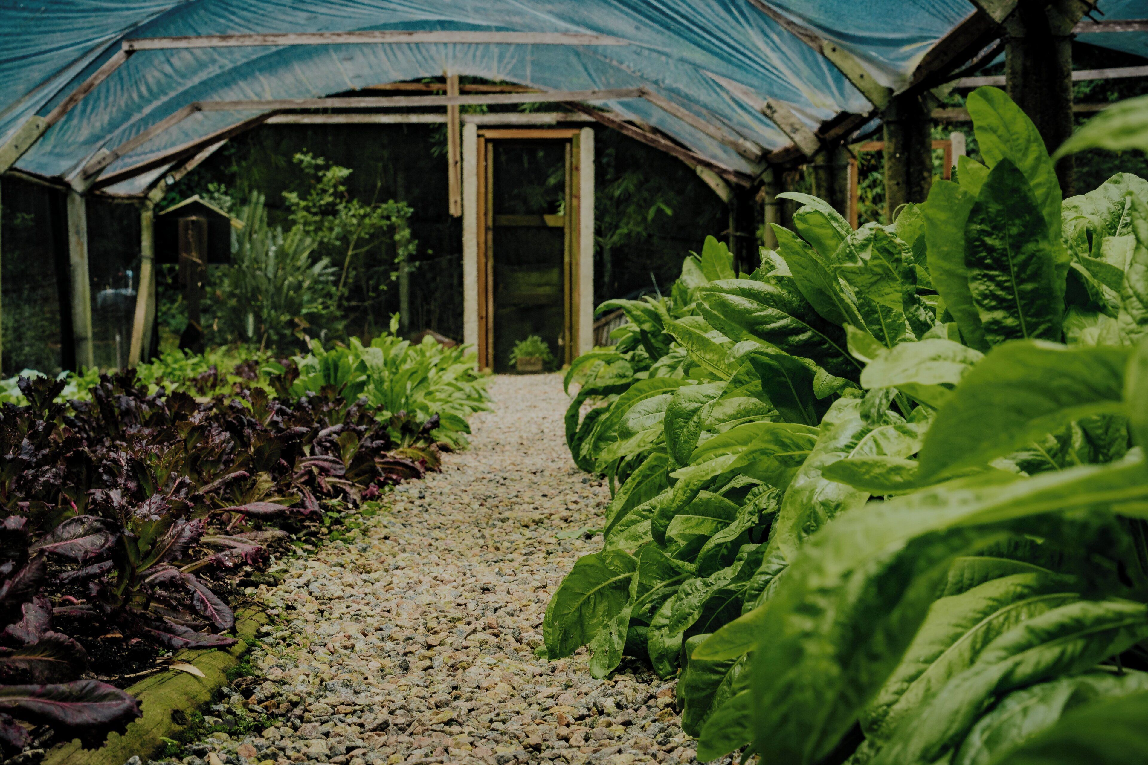 A greenhouse with a gravel path leading to a door, surrounded by various leafy plants.