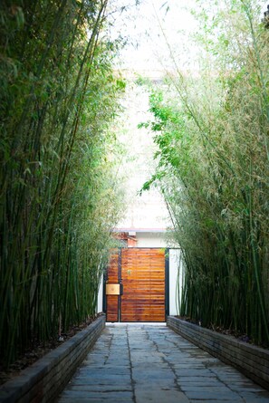 Un sendero bordeado por altas cañas que conduce a una puerta de madera.