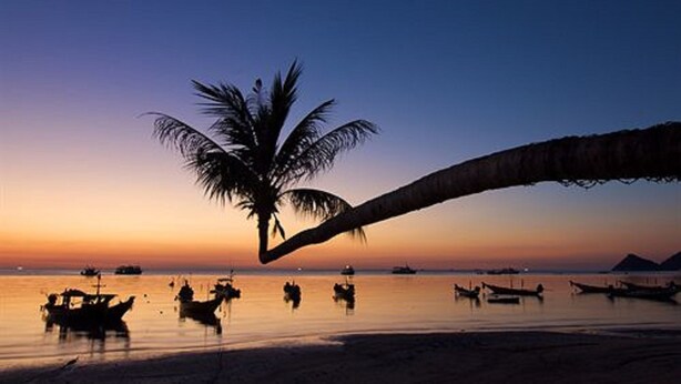 Une scène de plage avec des bateaux et la silhouette d’un palmier se détachant sur un ciel au coucher du soleil.