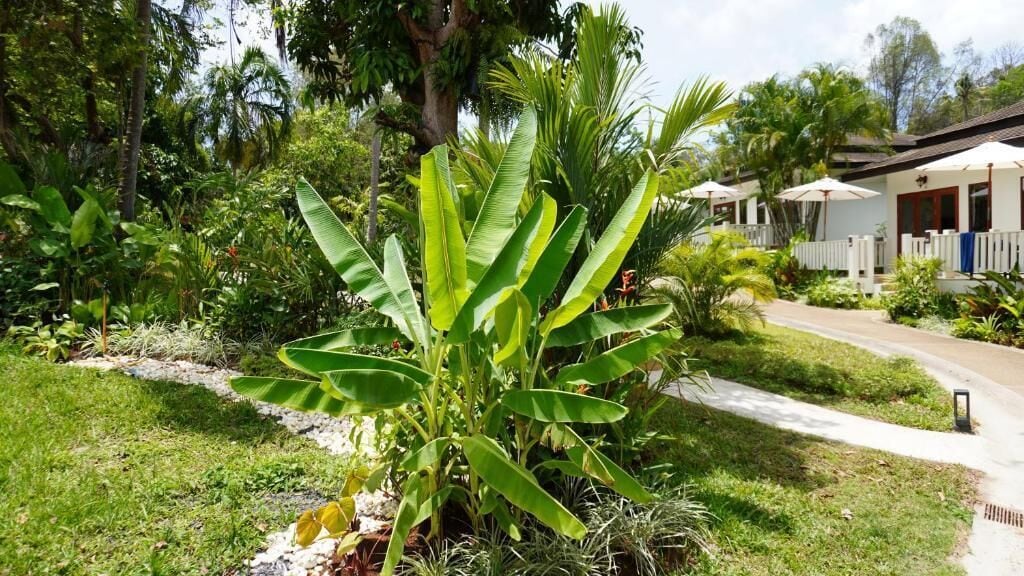 Un jardín tropical con un cafetal, un sendero y un edificio con valla blanca y sombrillas.