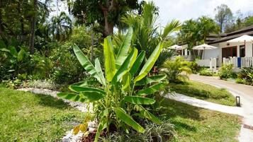 A tropical garden with a banana plant, a pathway, and a building with a white fence and umbrellas.