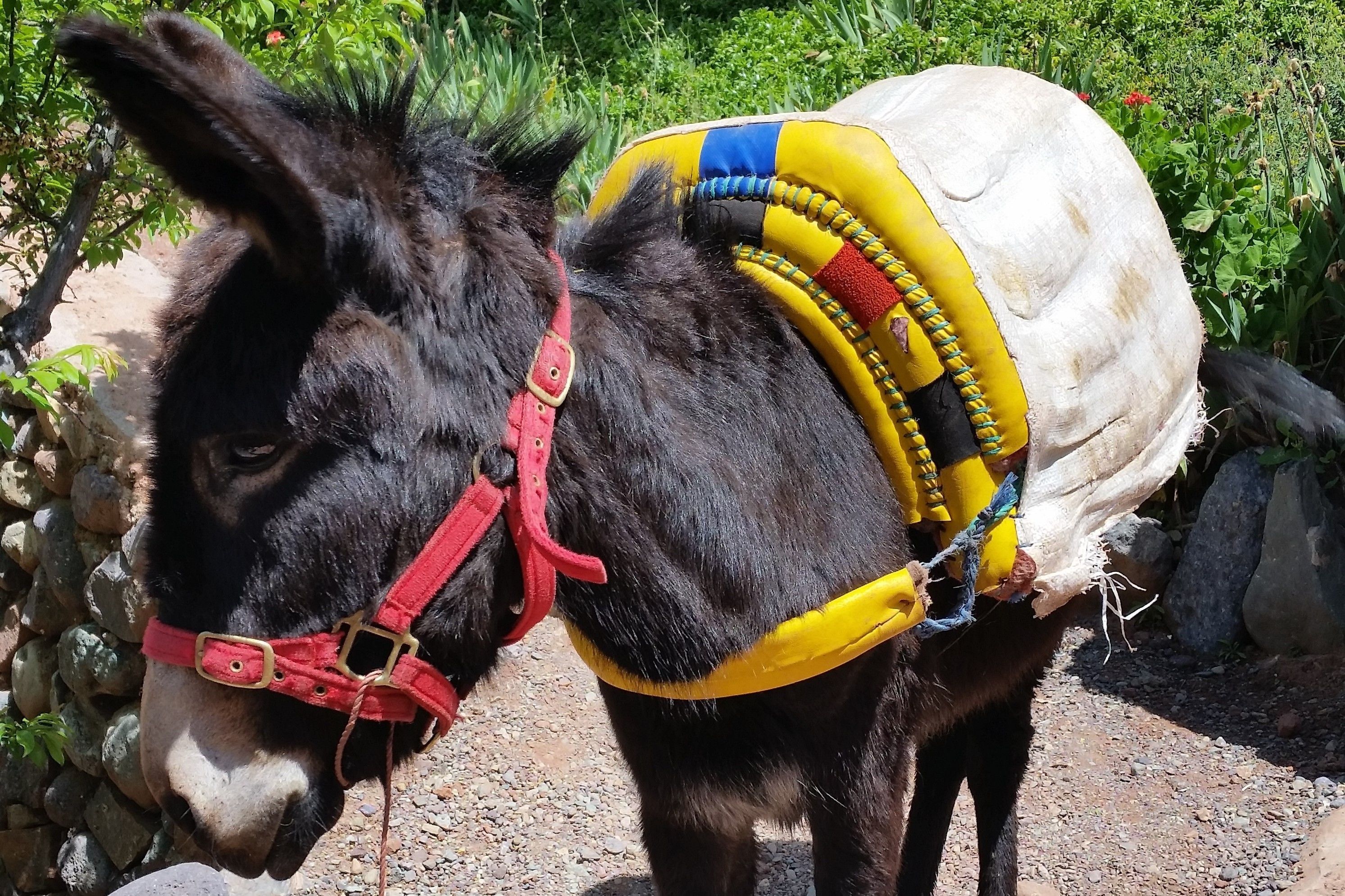 A donkey with a red halter and a yellow and blue saddle.