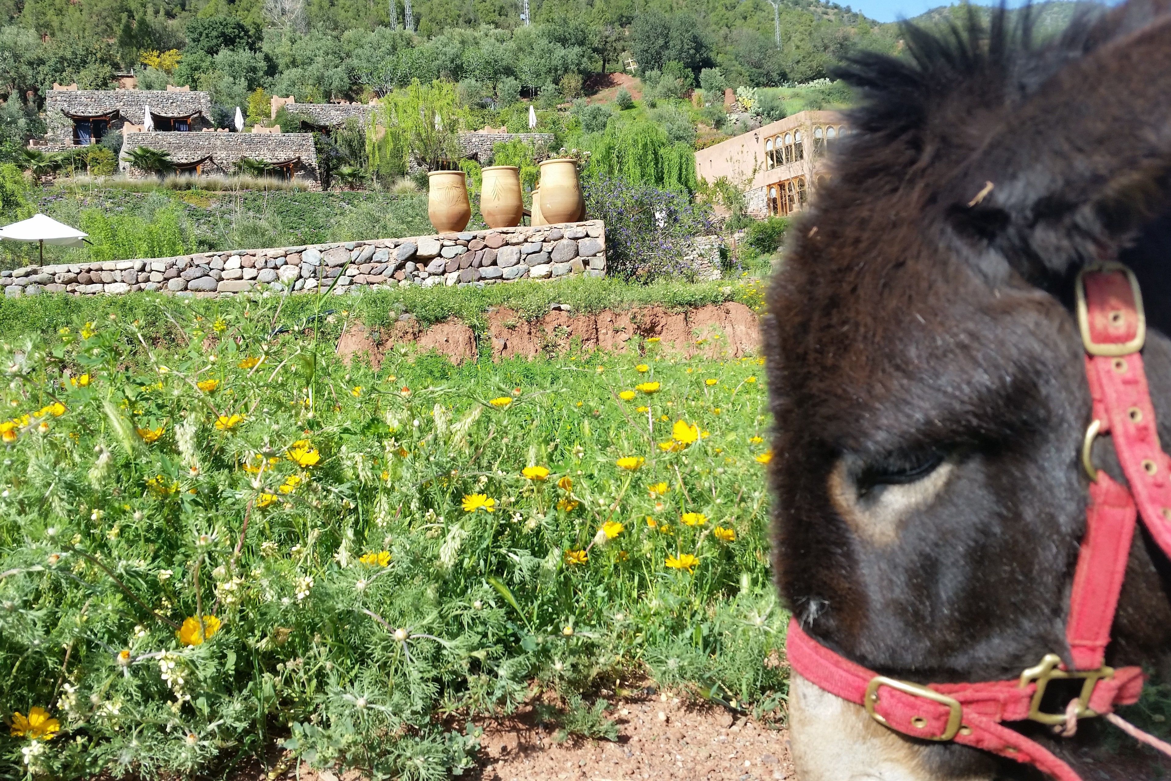 A llama with a red halter in a natural setting with green vegetation and stone structures in the background.