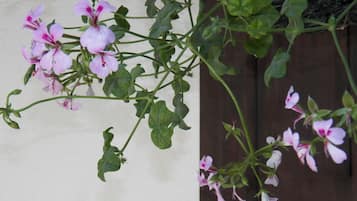A plant with pink flowers and green leaves against a plain wall.