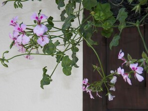 Uma planta com flores cor-de-rosa e folhas verdes em frente a uma parede lisa.