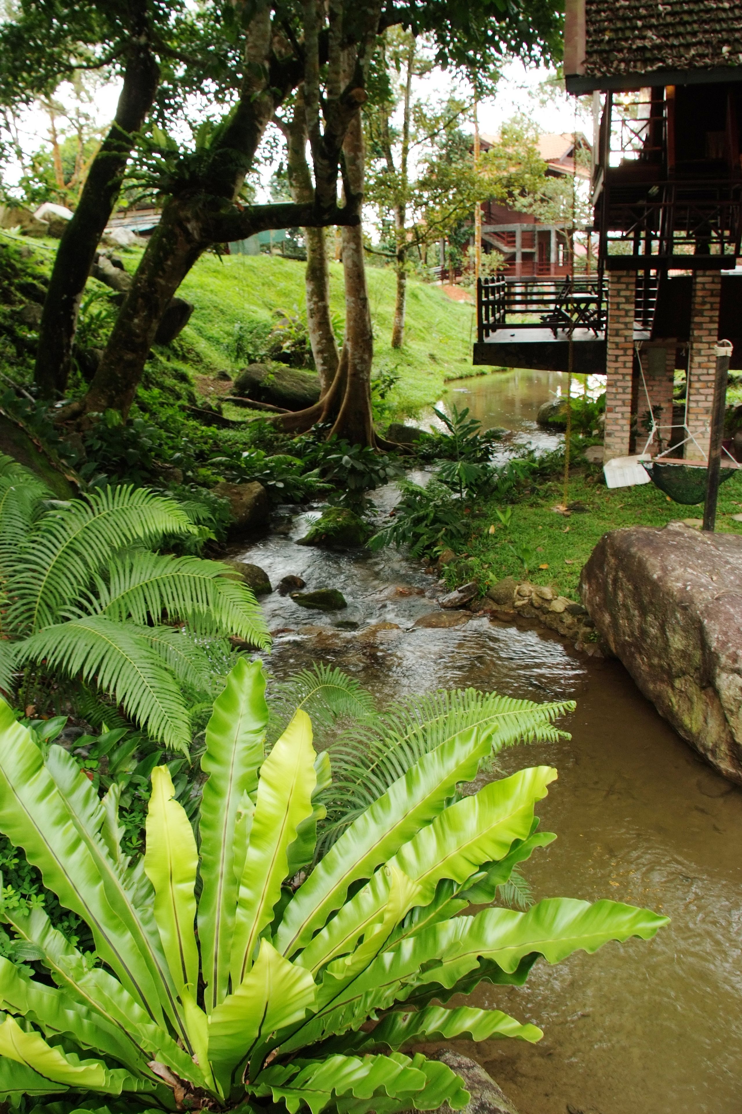 A lush garden with a small stream, a wooden deck, and a brick structure.