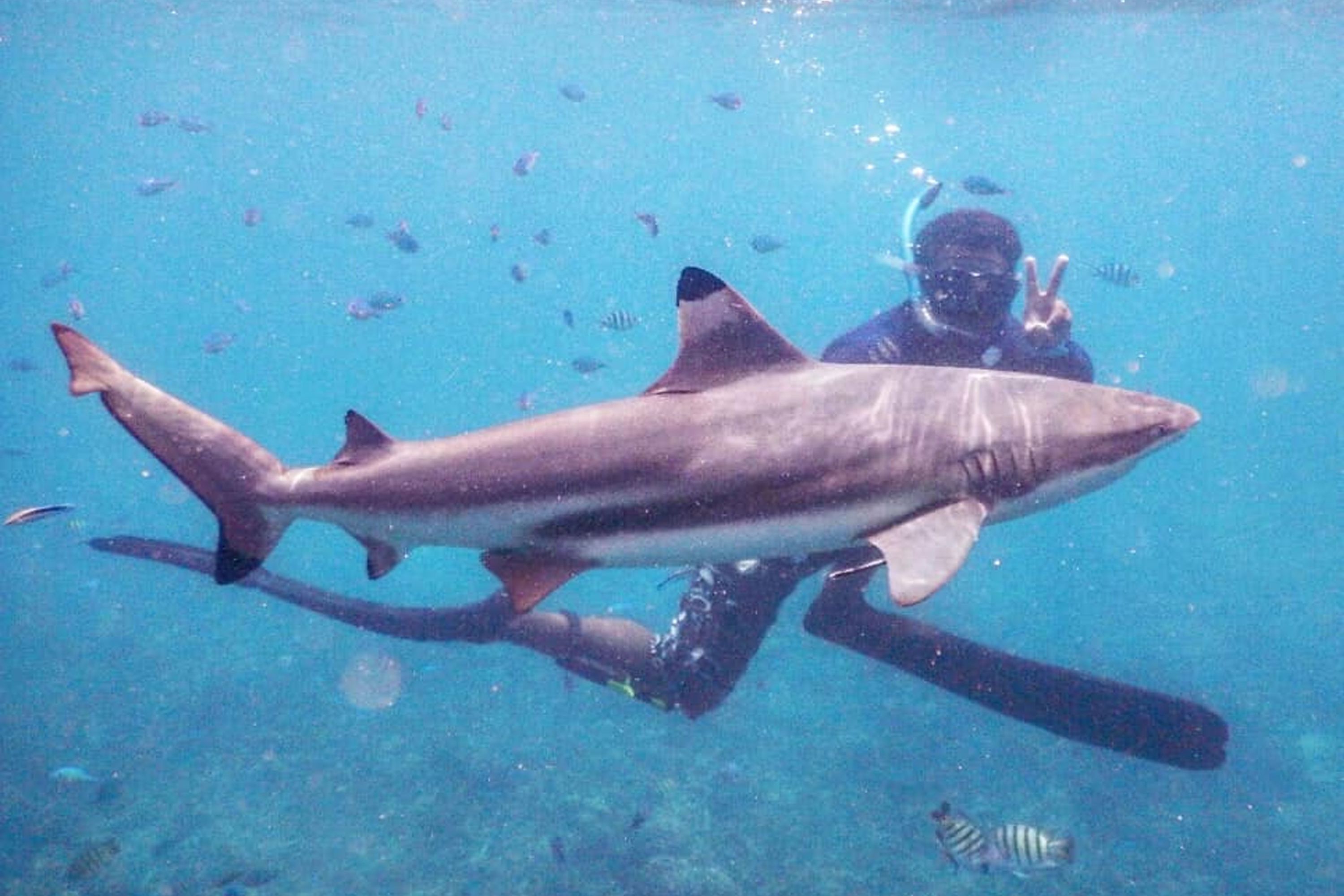 A diver swimming with a shark in clear blue water.