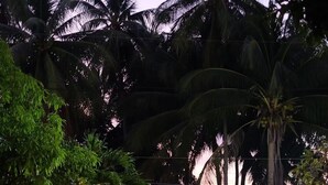 A nighttime view of a street lined with palm trees and a white fence. - Baan Busaba Hotel (Ko Pha-ngan)