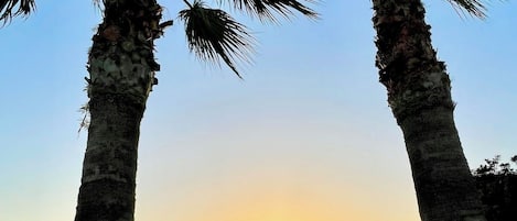 Two palm trees in a grassy field with a sunset in the background.
