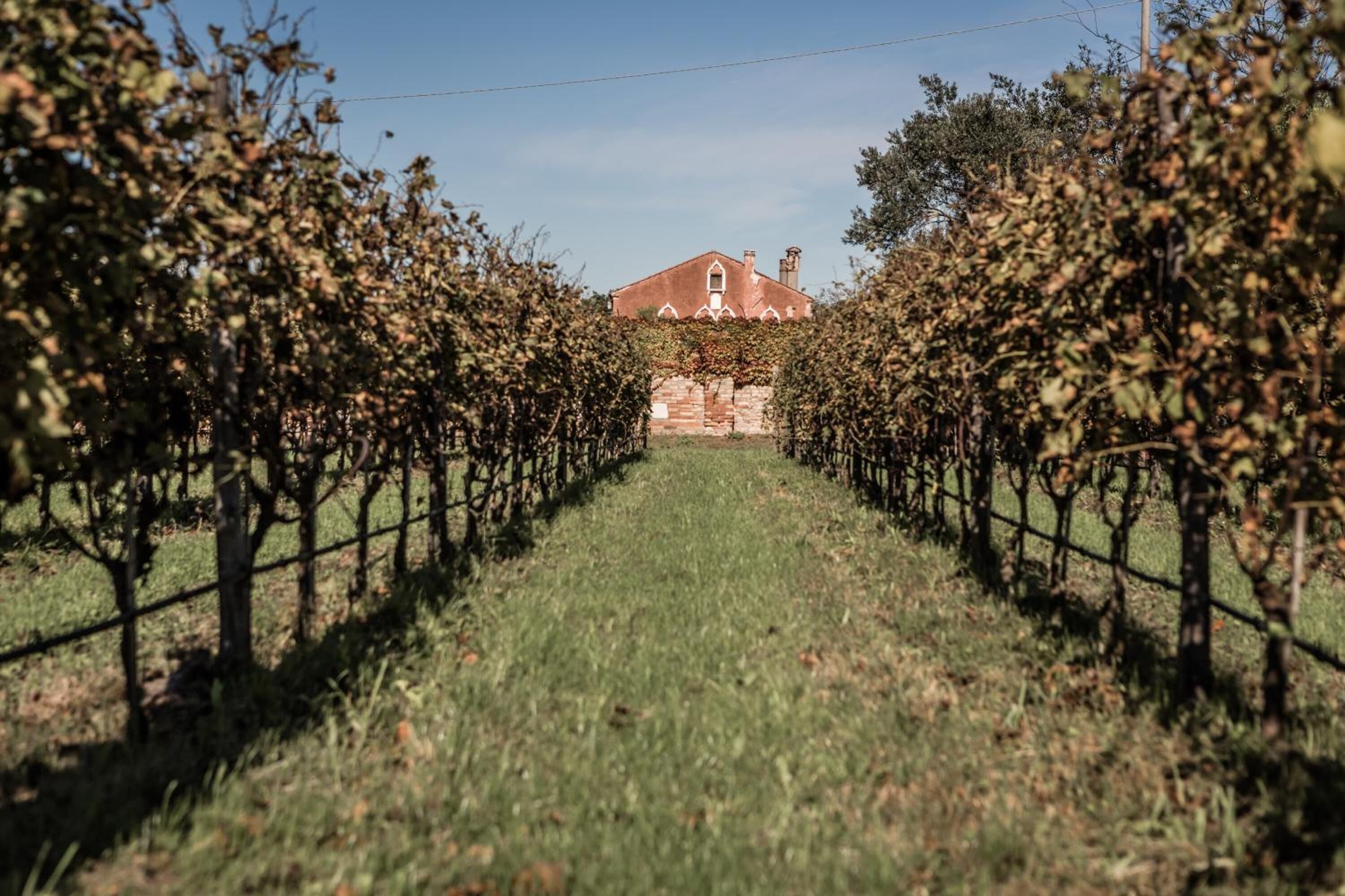 Photo - Venissa Wine Resort