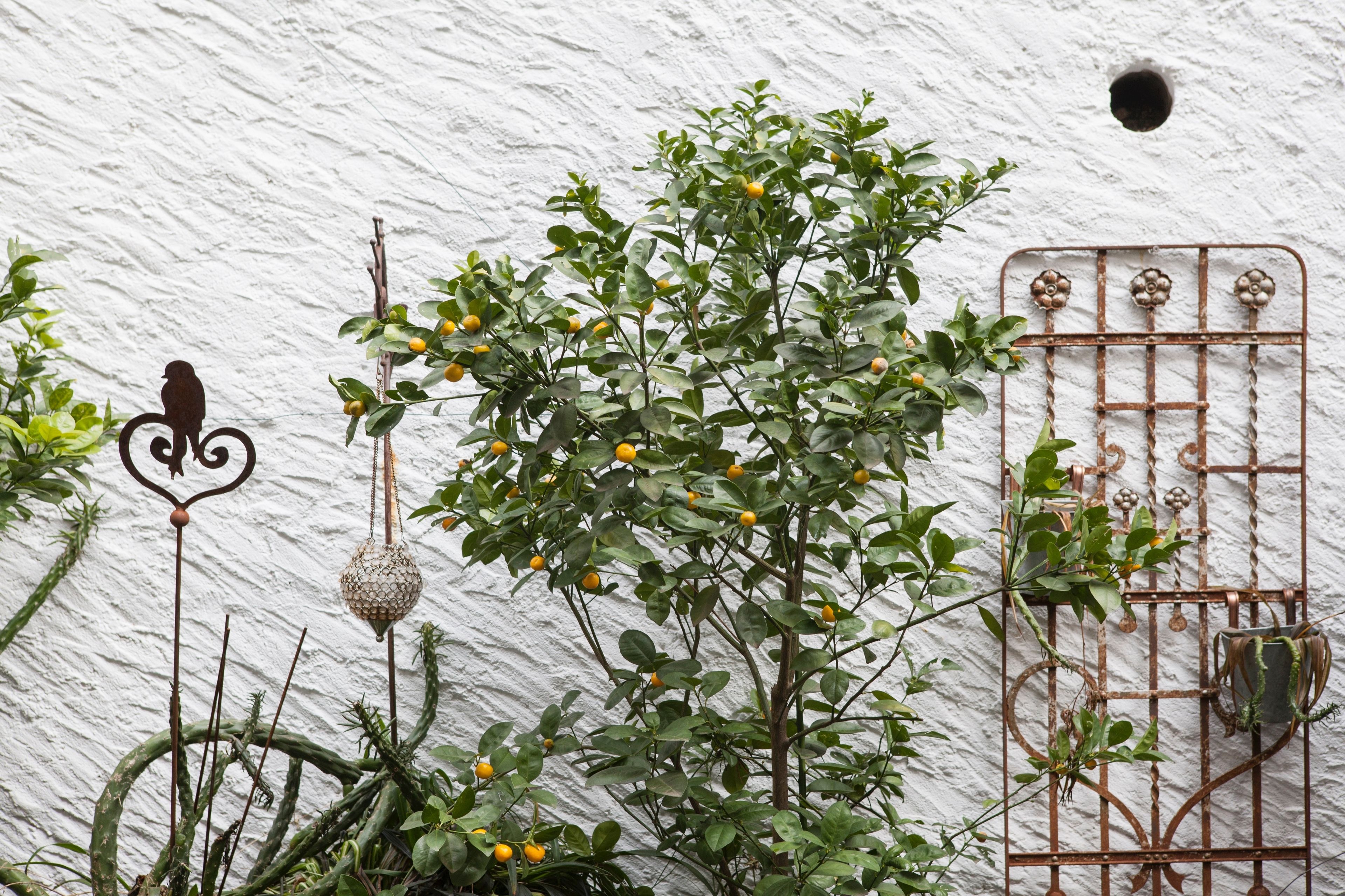A rustic wall with a metal gate, a hanging bird sculpture, and a plant with yellow fruits.