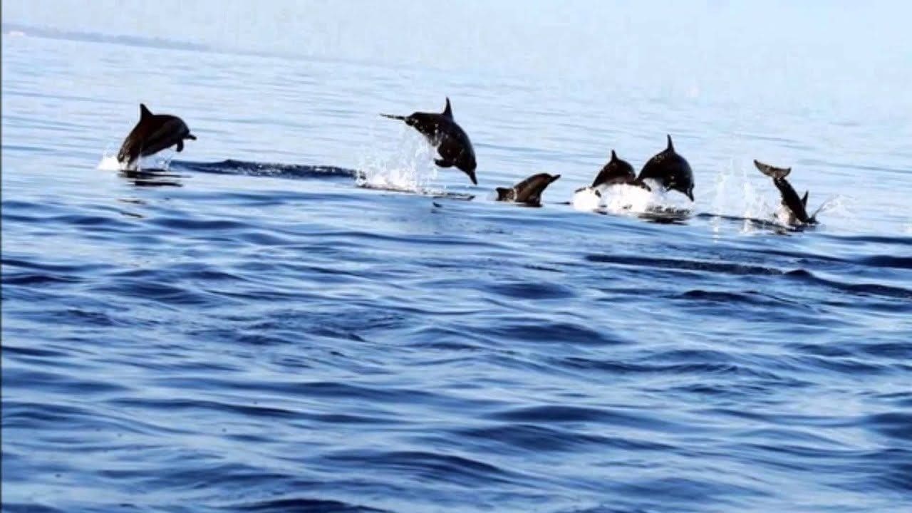 Photo - Suma Beach Hotel