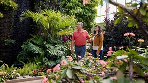 A lush indoor garden with various plants and a stone wall. - Holiday Inn Express & Suites Charlotte North by IHG (Charlotte)
