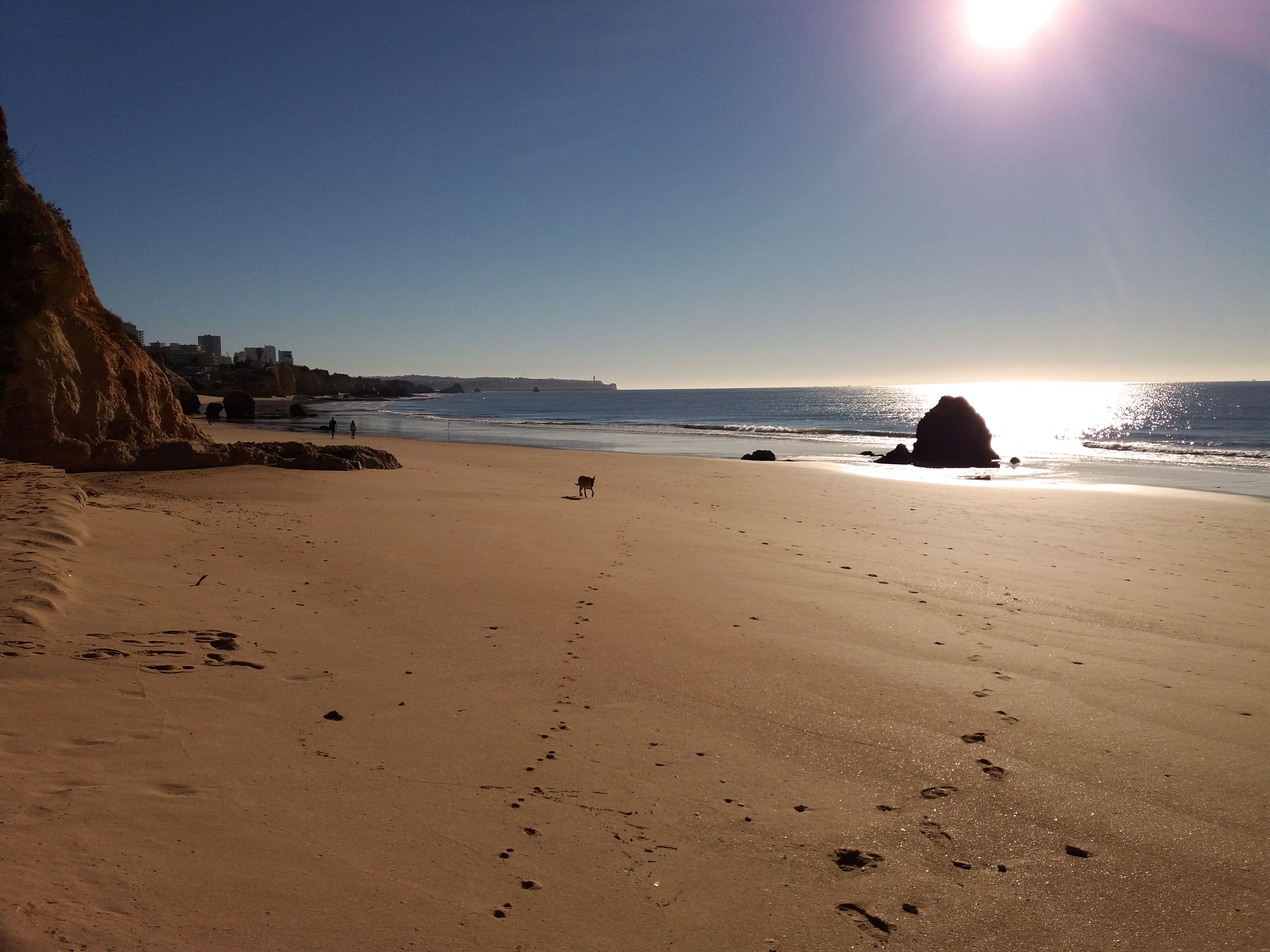 Una playa con huellas, un perro y cielo despejado.