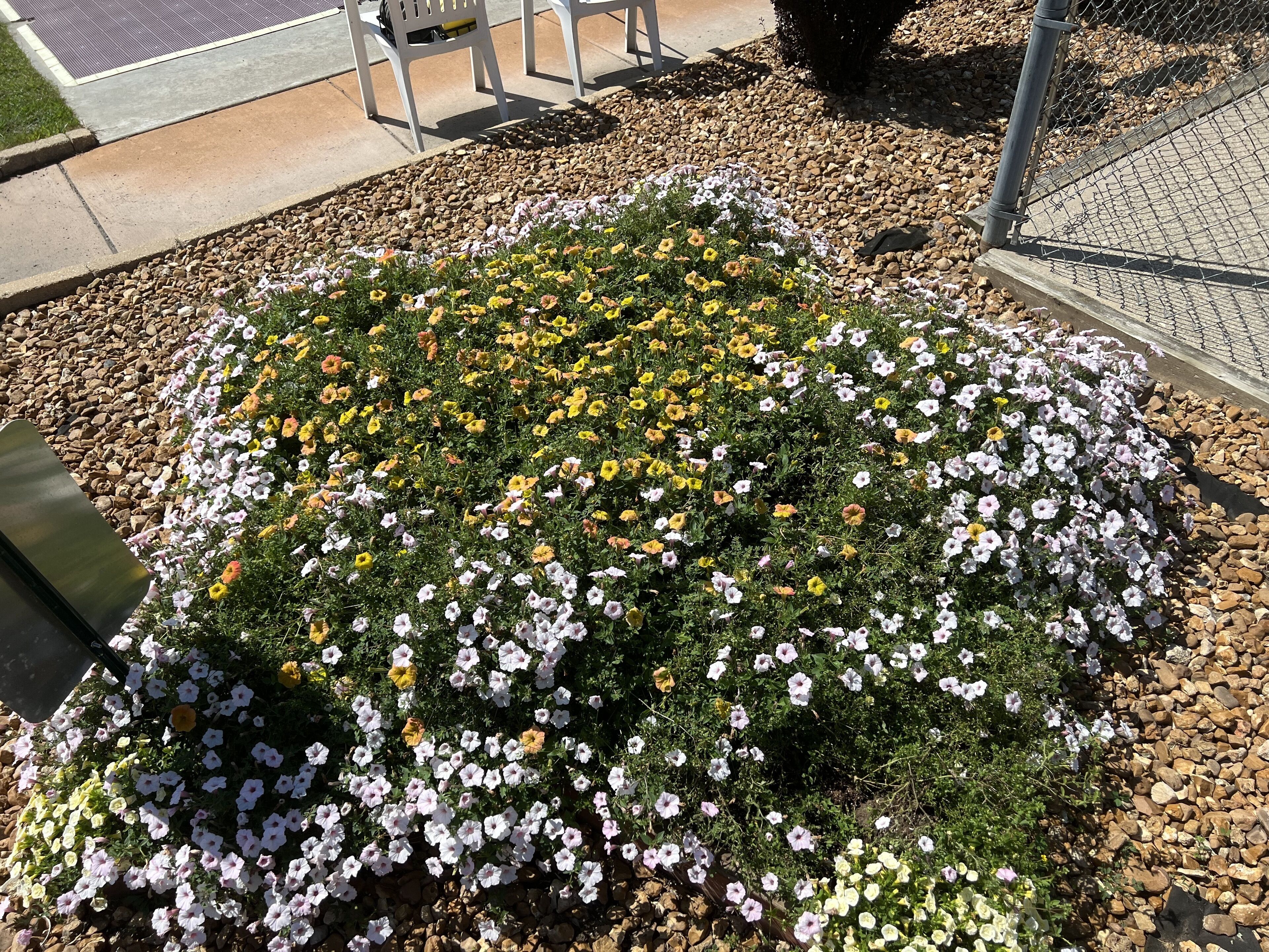 A garden with a variety of flowers and a paved walkway.