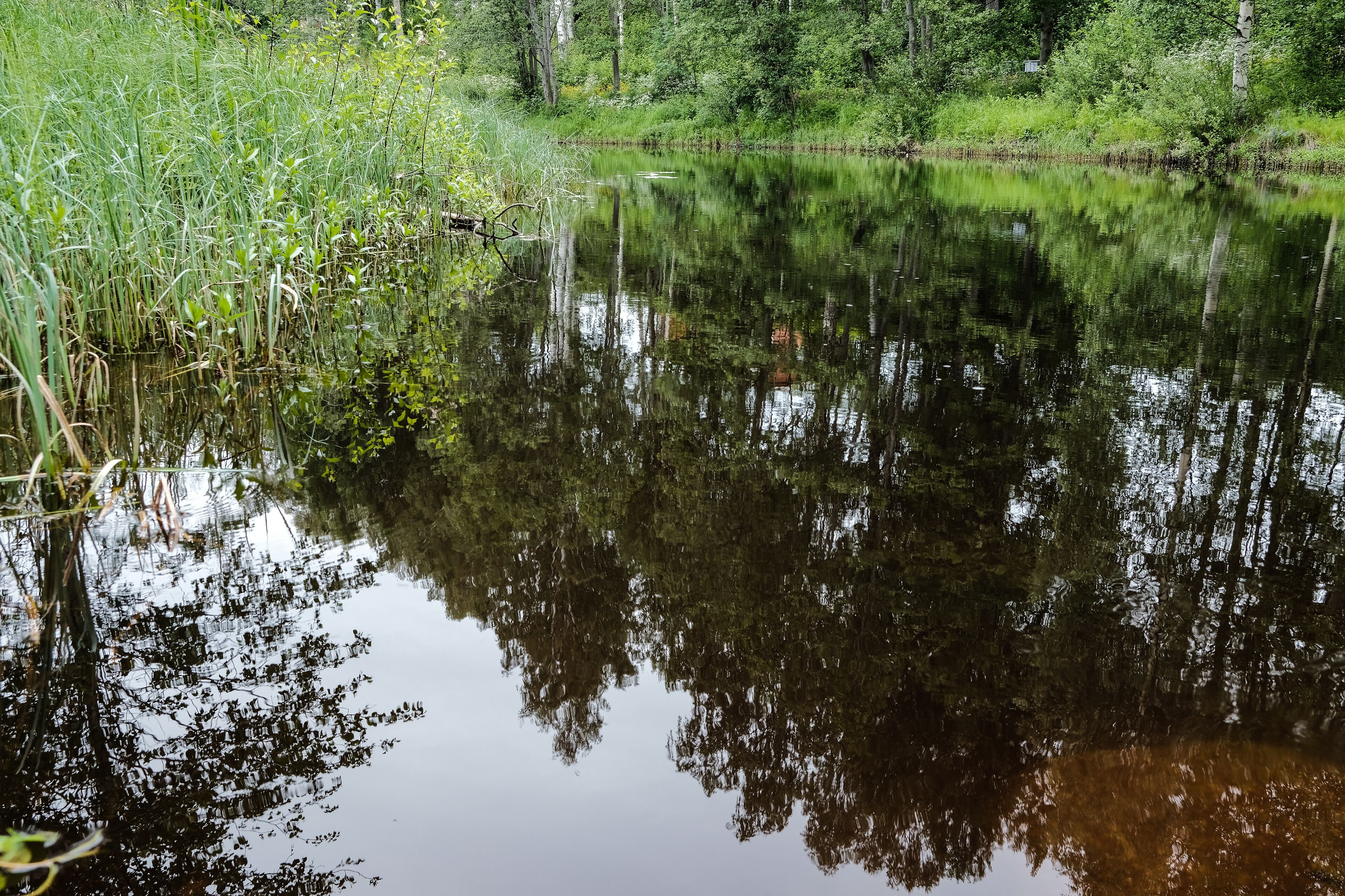 A calm pond surrounded by dense greenery and trees.