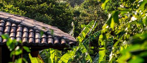 Un entorno tropical con una casa rodeada de vegetación densa, incluyendo plataneros y palmeras.