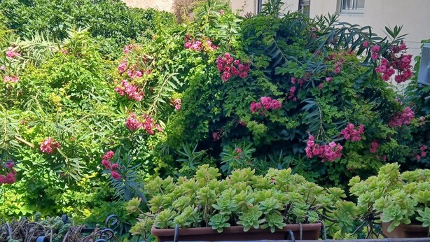 Un balcón con plantas en macetas y vistas a edificios al fondo.