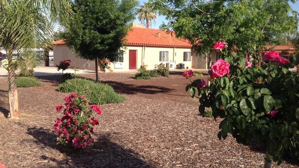 A garden area with a building in the background, a palm tree, and a bush with pink flowers.