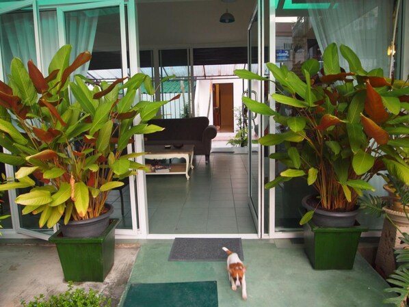 A dog walking through a glass door entrance of a building with potted plants on either side. - Hacienda Phuket (Patong)