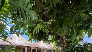 A thatched-roof house with a garden path leading to it, surrounded by lush greenery. - KokosNuss Garden Resort (Coron)