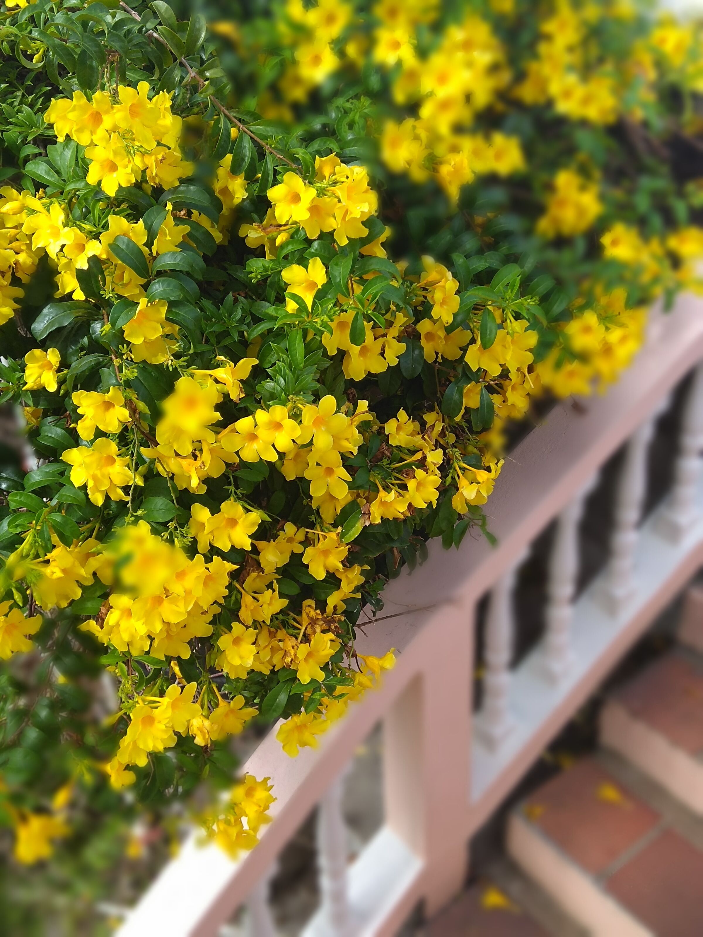 A white railing with yellow flowers and green leaves.